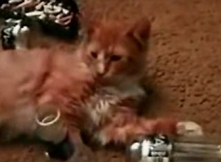 Cat Wakes Up From Too Much Partying